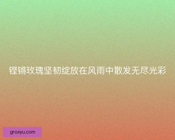 铿锵玫瑰坚韧绽放在风雨中散发无尽光彩